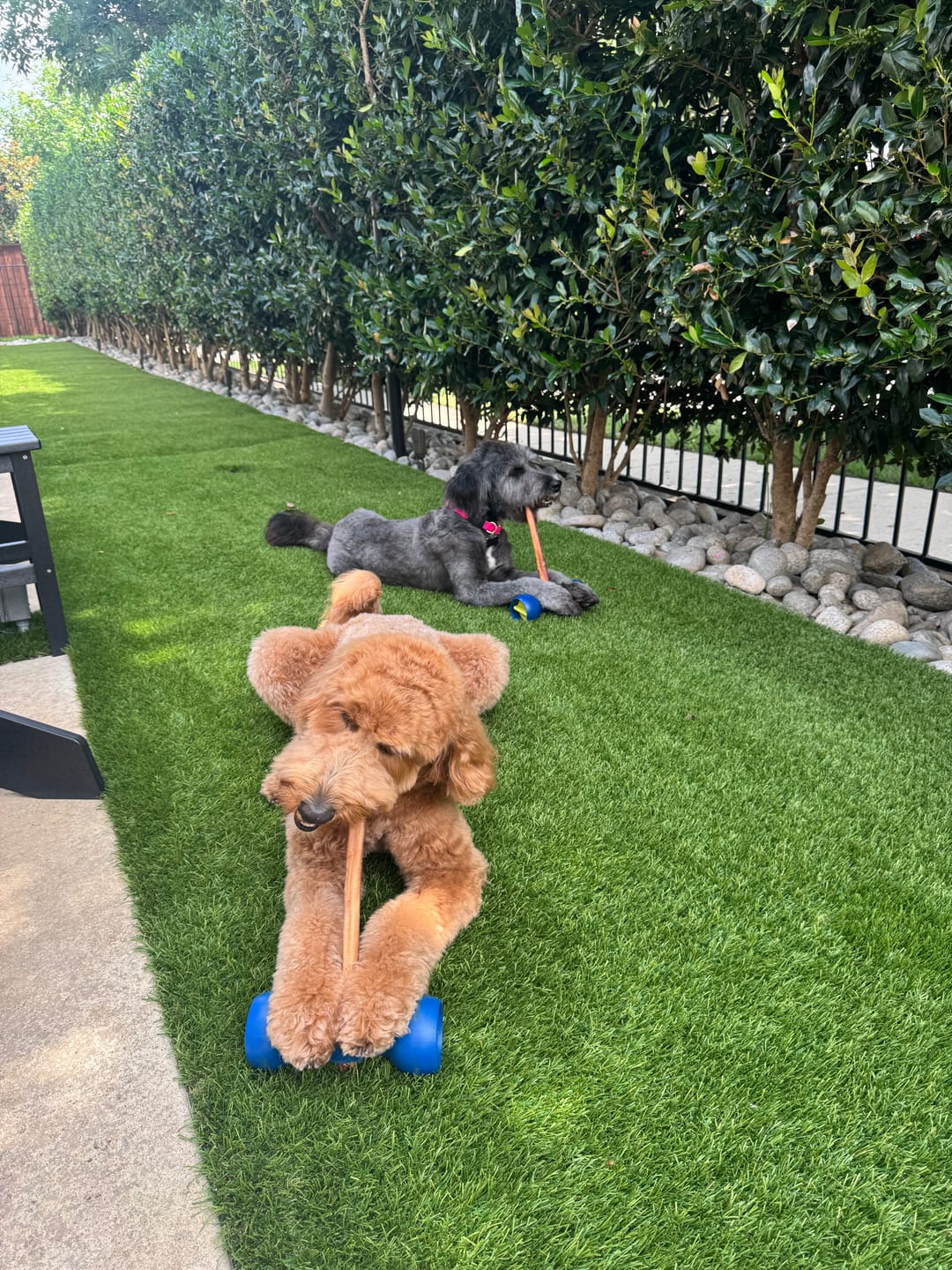 Customer photo review of 12 Inch Standard Bully Stick