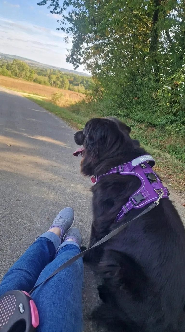 Customer photo review of Harnais pour chien anti-traction & anti-fugue