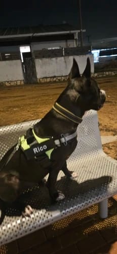 Customer photo review of NO PULL Personalised Dog Harness