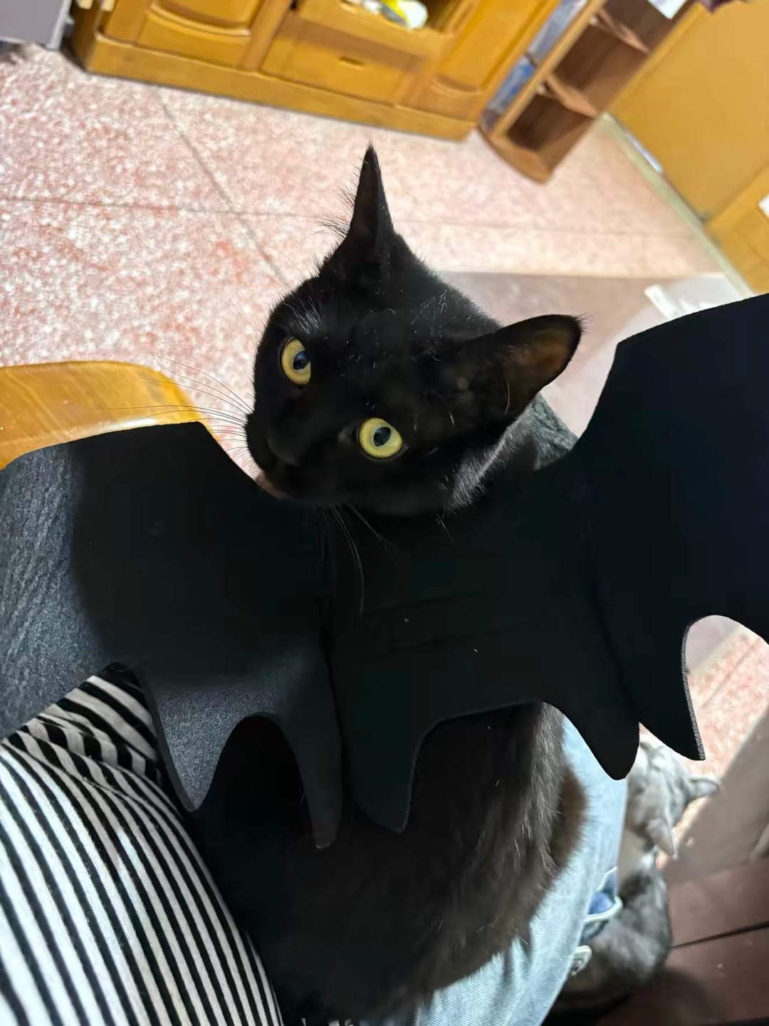 Customer photo review of Halloween Bat Costume