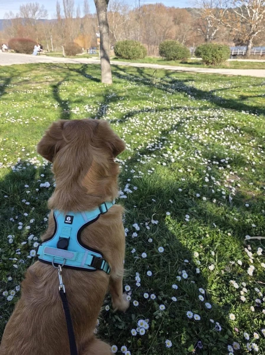 Customer photo review of Harnais pour chien anti-traction & anti-fugue