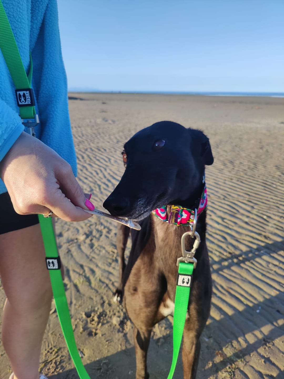 Customer photo review of Classic leash
