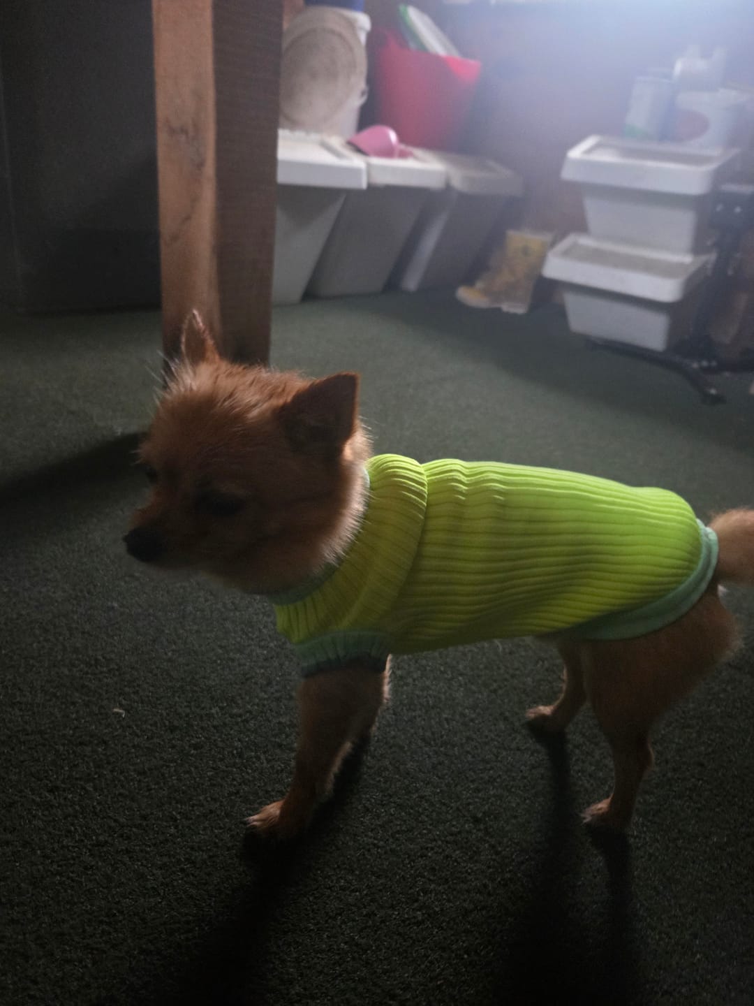 Customer photo review of THE GLOW JUMPER 2.0 - Neon Hundepullover - (Neon Matcha)