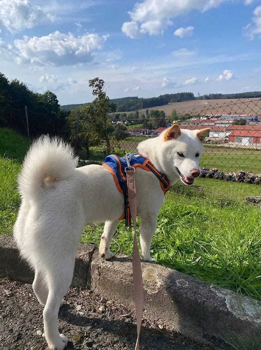 Customer photo review of Harnais anti-traction pour chien