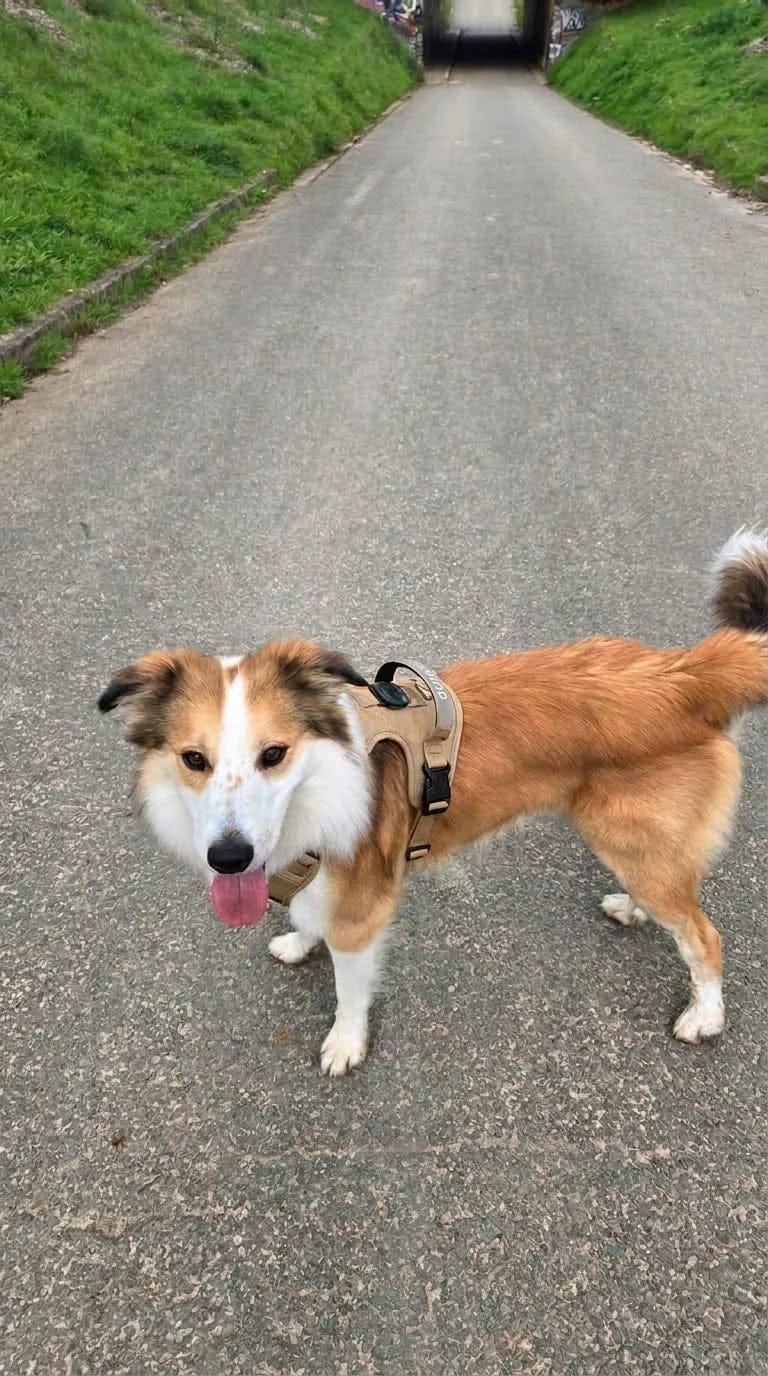 Customer photo review of Harnais pour chien anti-traction & anti-fugue