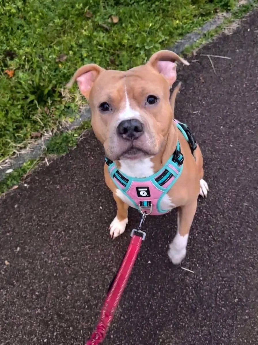 Customer photo review of Harnais anti-traction pour chien