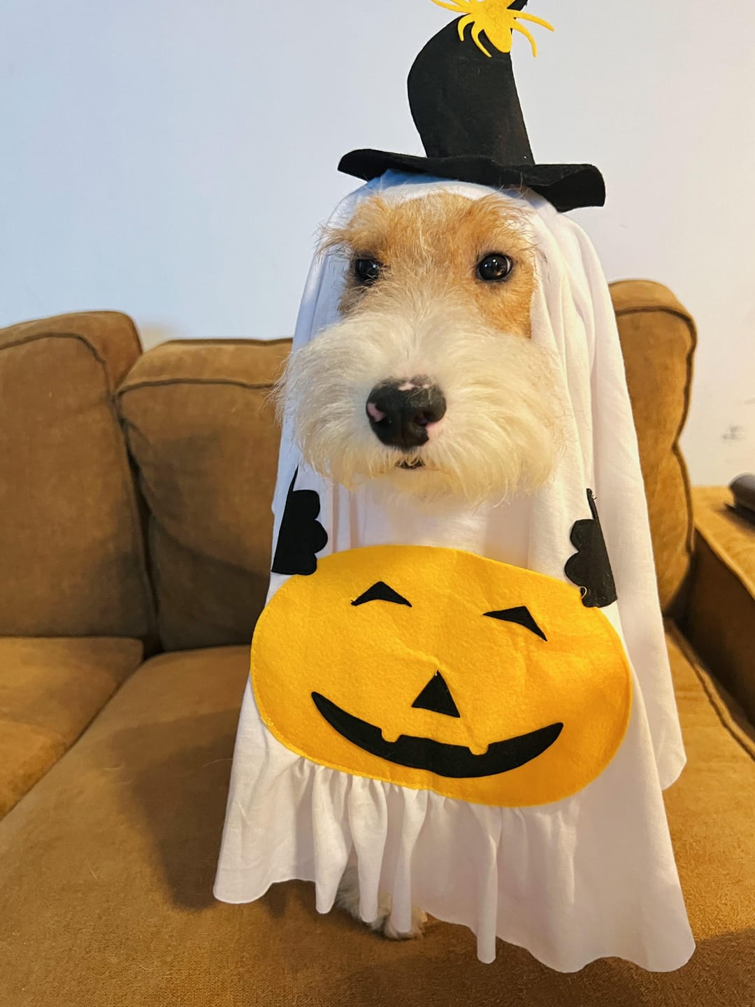 Customer photo review of Pumpkin Ghost Costume