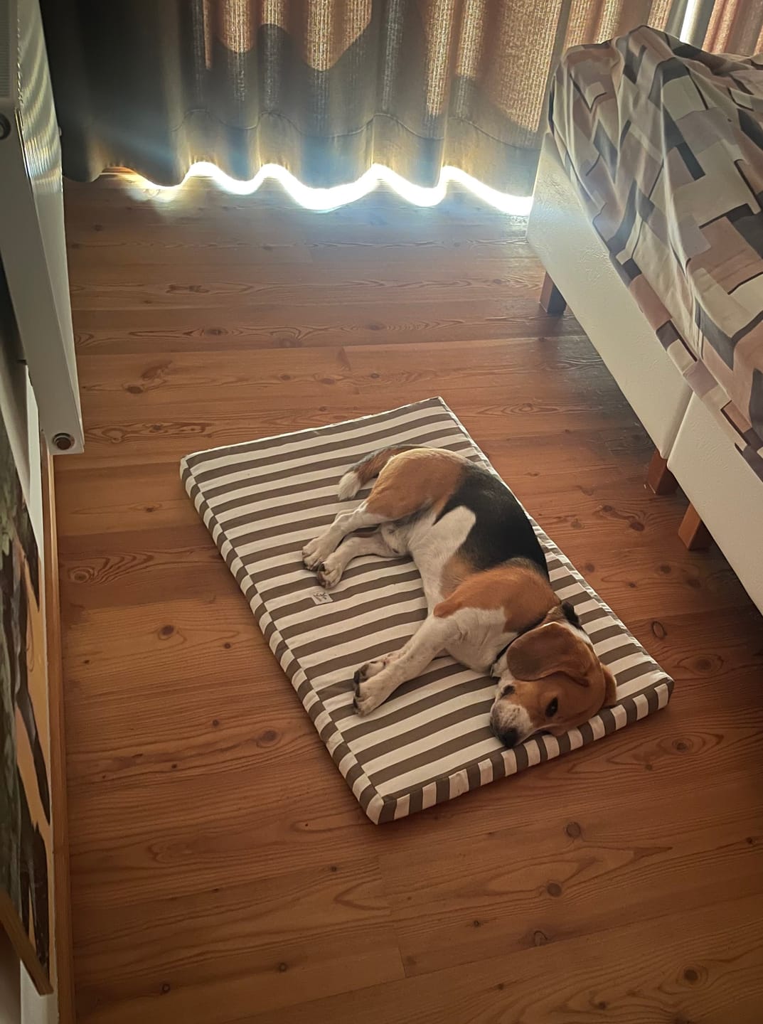 Customer photo review of Materassino Sfoderabile Cotone Premium Riga Larga Marrone