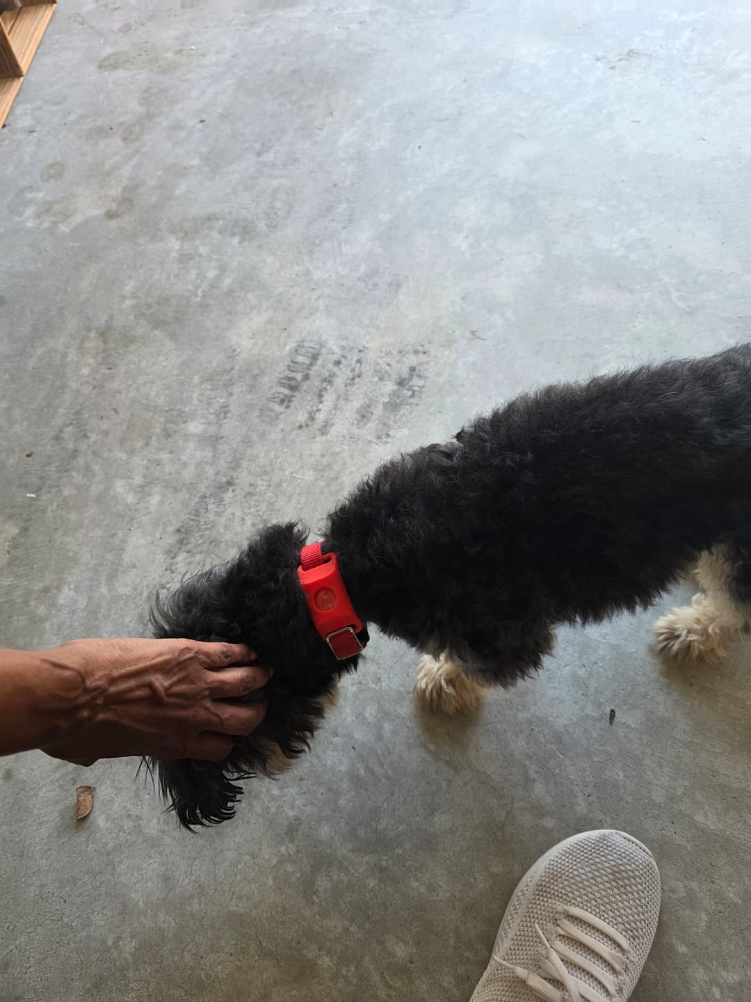 Customer photo review of FurLife™ 12 Months Flea and Tick Free