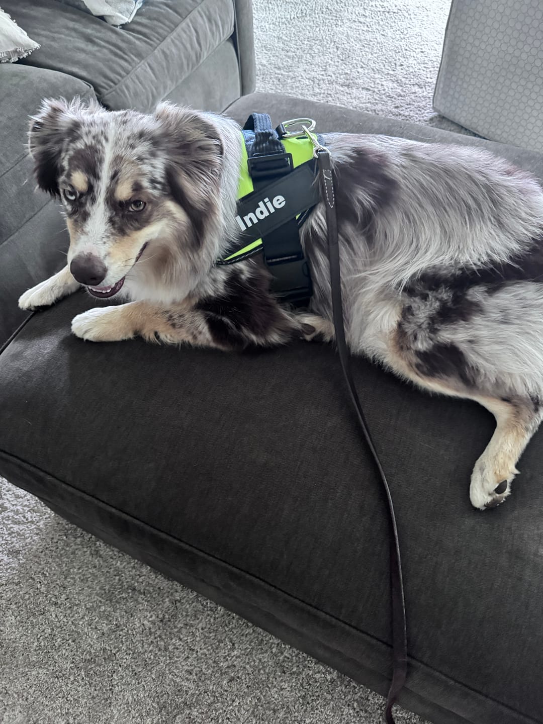 Customer photo review of Dogshood ™ Easy On