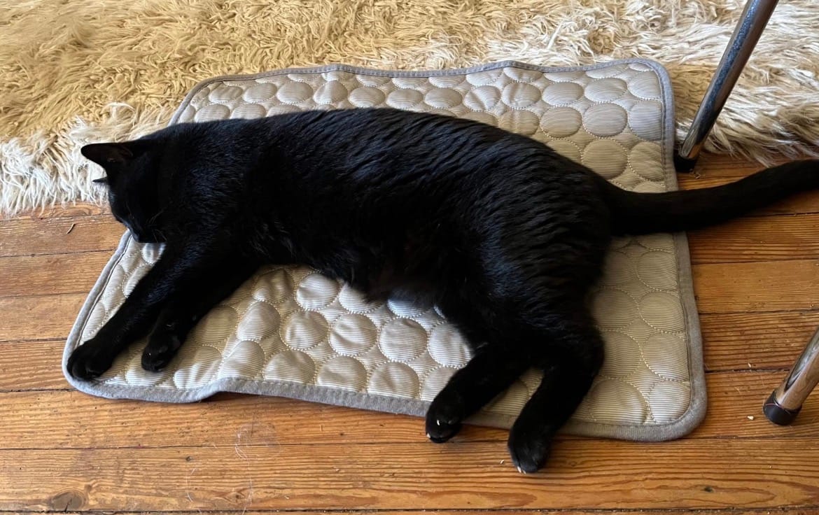 Customer photo review of The Ultimate Cooling Pet Mat