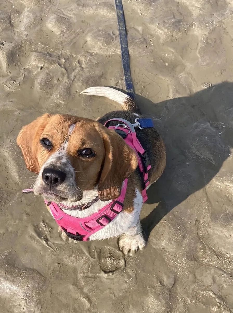 Customer photo review of Harnais pour chien anti-traction & anti-fugue