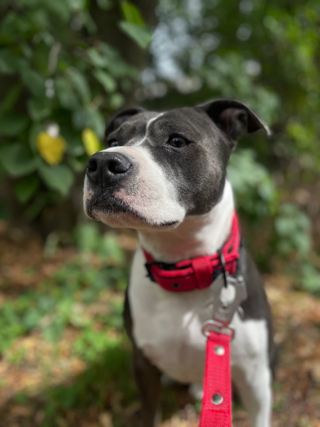 Customer photo review of Smycz z dodatkową rączką - Guard Leash Czerwona