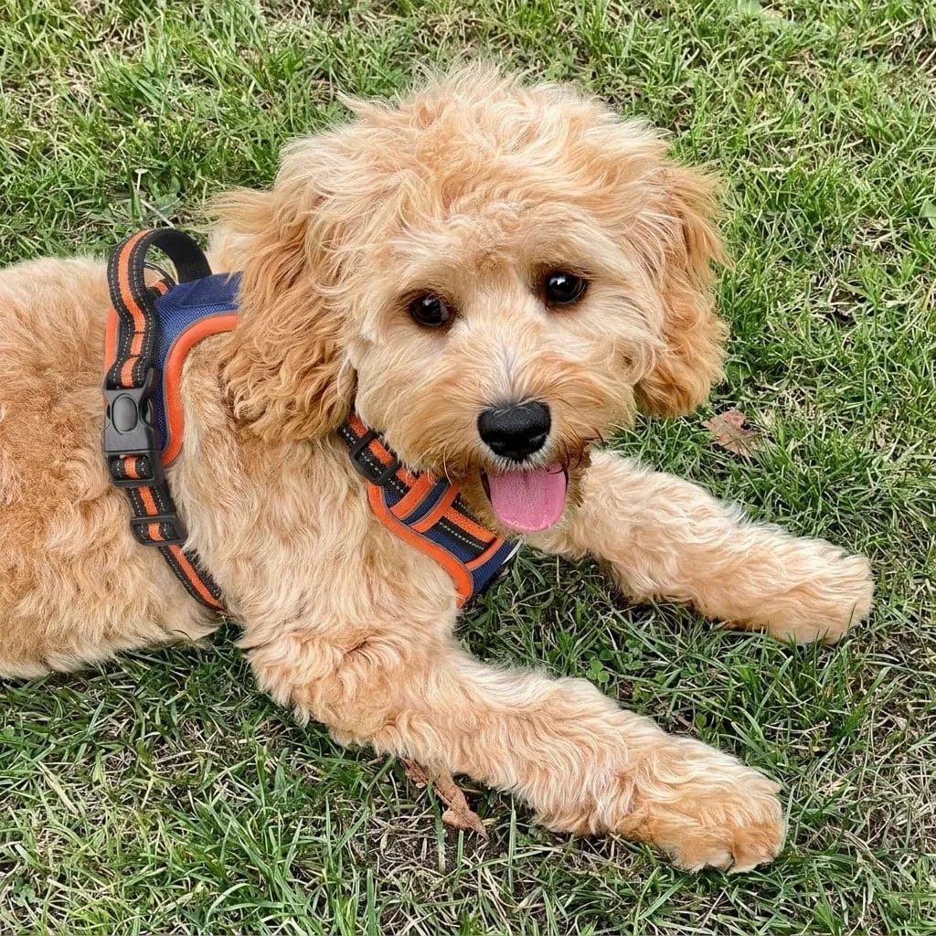 Customer photo review of Harnais anti-traction pour chien