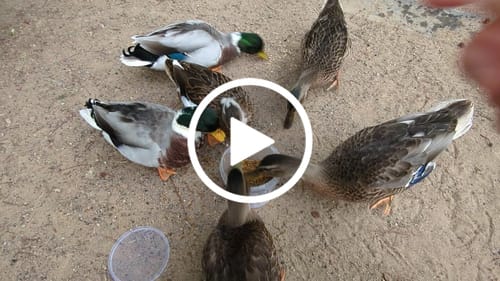 Customer video review of Mallard Duck Plush Toy – Lifelike, Charming, and Perfect for Bird Lovers