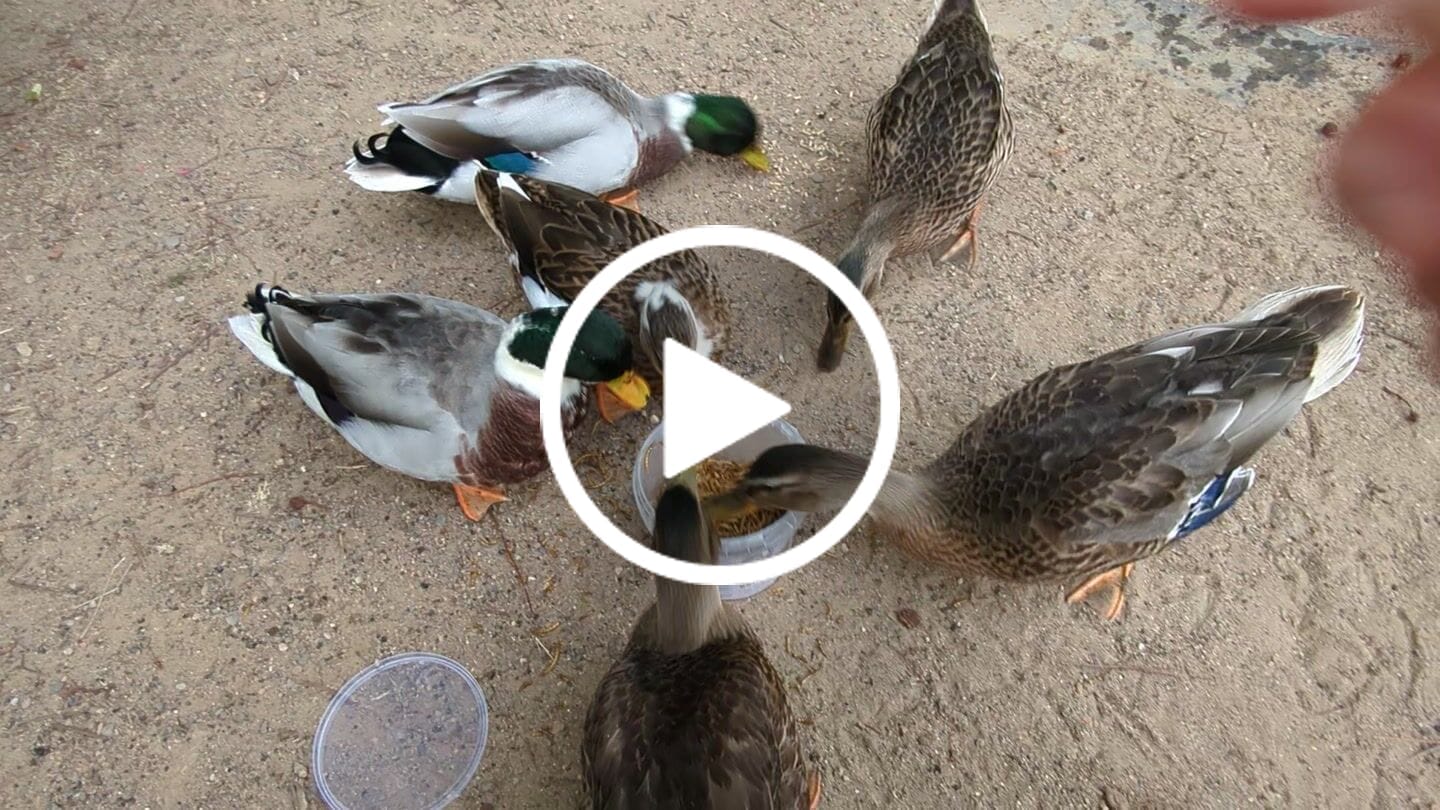 Customer video review of Mallard Duck Plush Toy – Lifelike, Charming, and Perfect for Bird Lovers