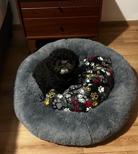 Customer's Cama Antiestrés para Perros redonda de color gris, con un pequeño perro negro sentado dentro.