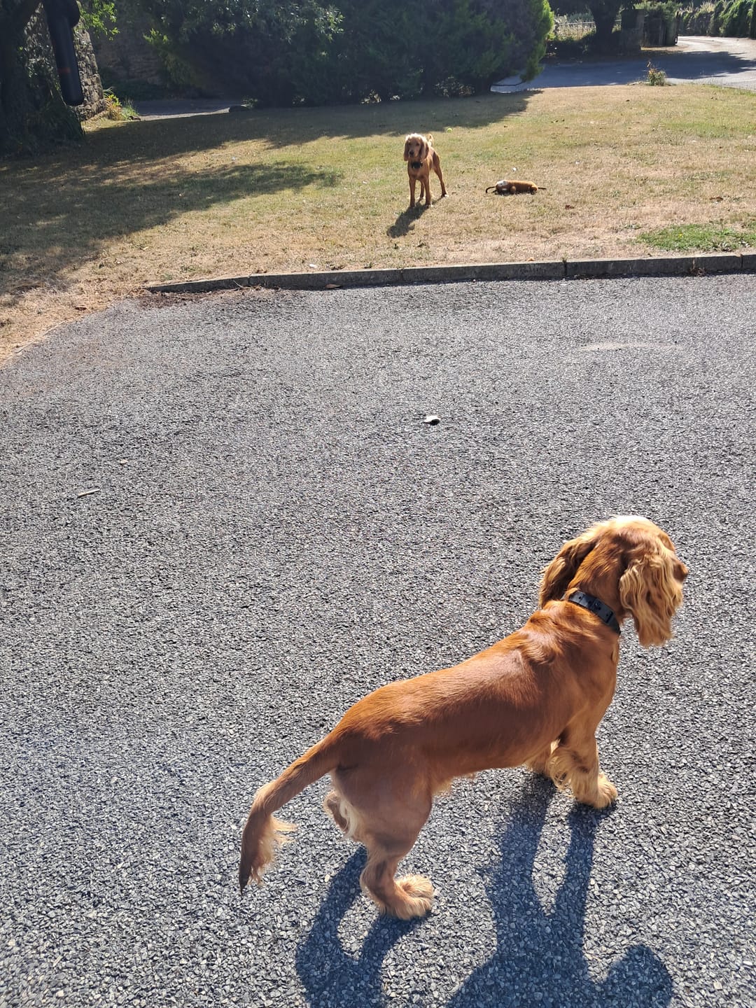 Customer photo review of Remote Training Collar | for All Size Dogs