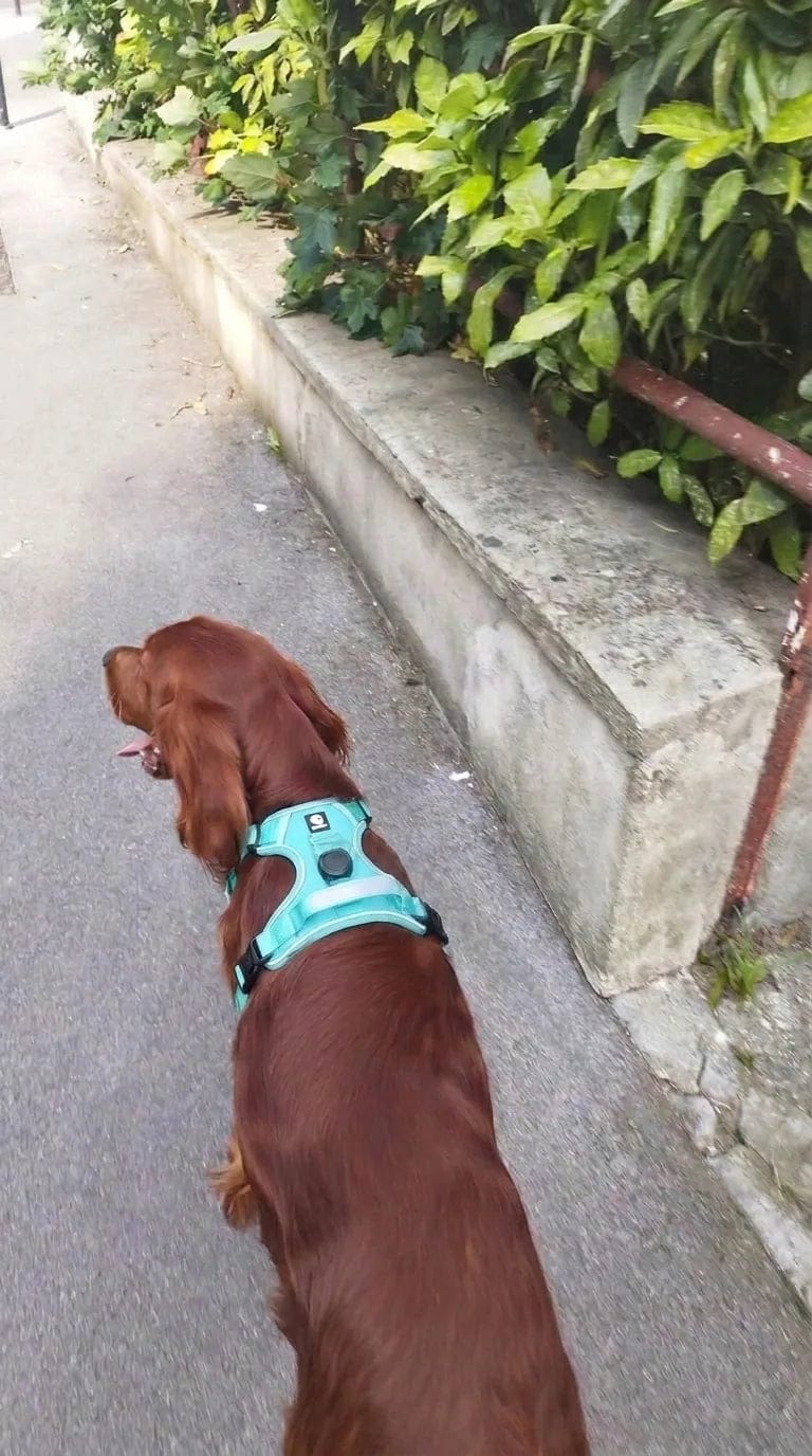 Customer photo review of Harnais pour chien anti-traction & anti-fugue