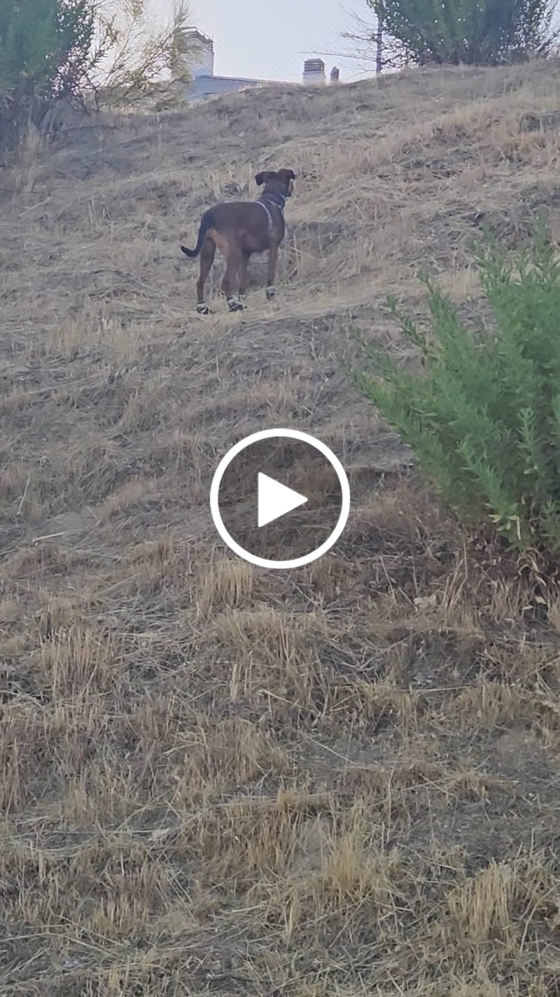 Customer video review of The Shortie All Season Dog Shoes / Boots