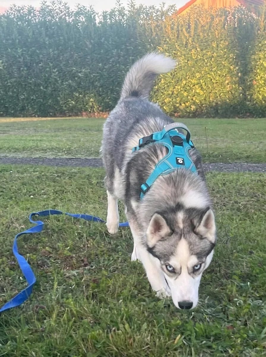 Customer photo review of Harnais pour chien anti-traction & anti-fugue