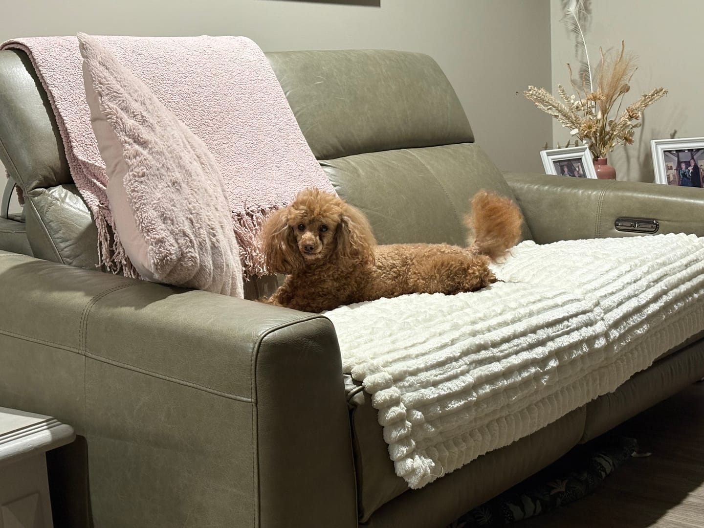 Customer photo review of CouchCloud - Couch Covers