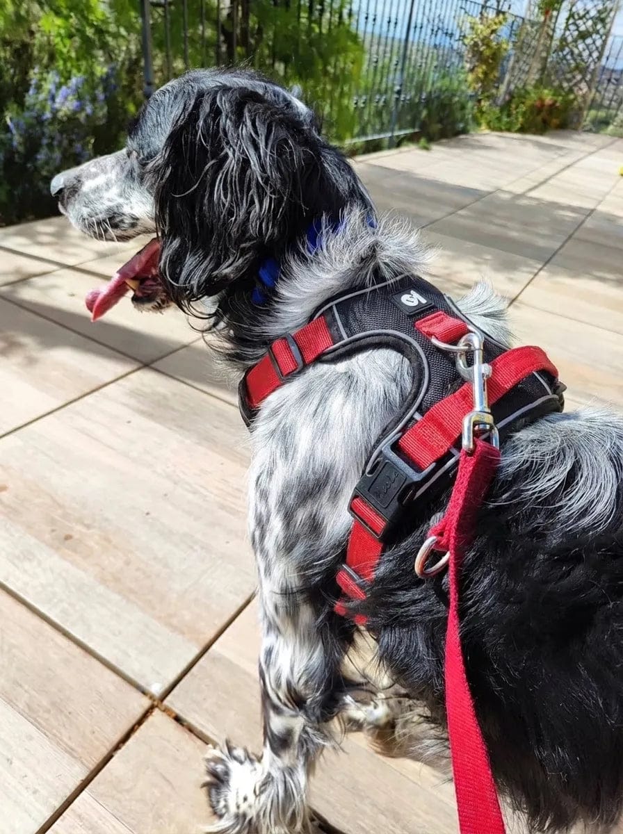 Customer photo review of Harnais anti-traction pour chien