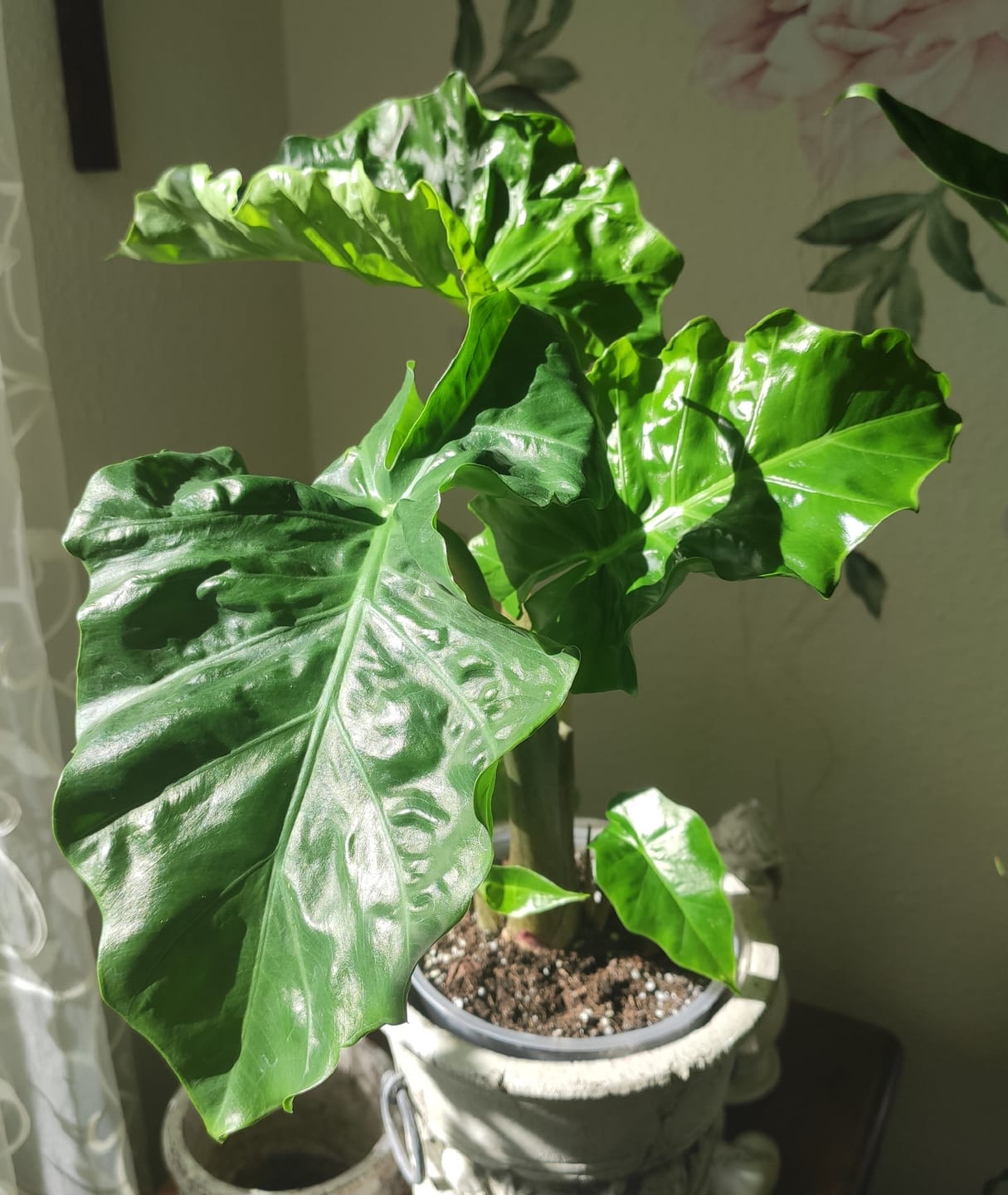 Customer photo review of ALOCASIA LOW RIDER