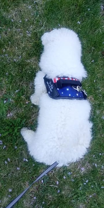 Customer photo review of NO PULL Personalised Dog Harness