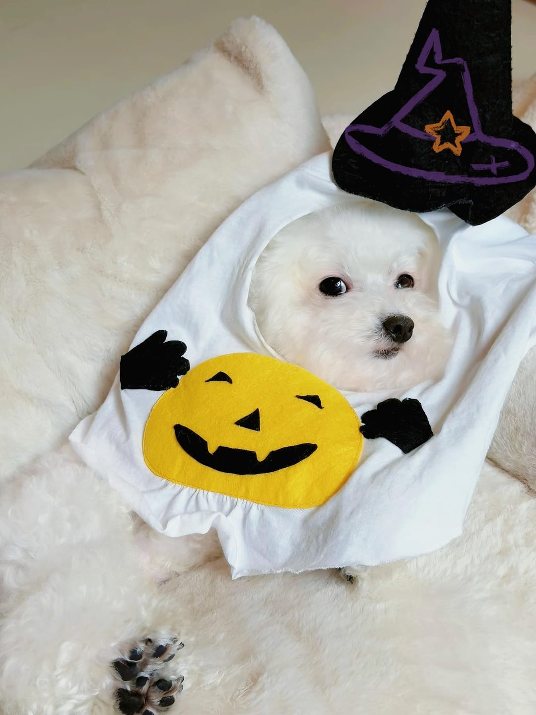 Customer photo review of Pumpkin Ghost Costume