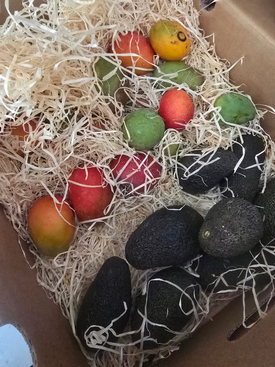 Customer photo review of Baby-Mango Mix "Wild Wonders" von Julian