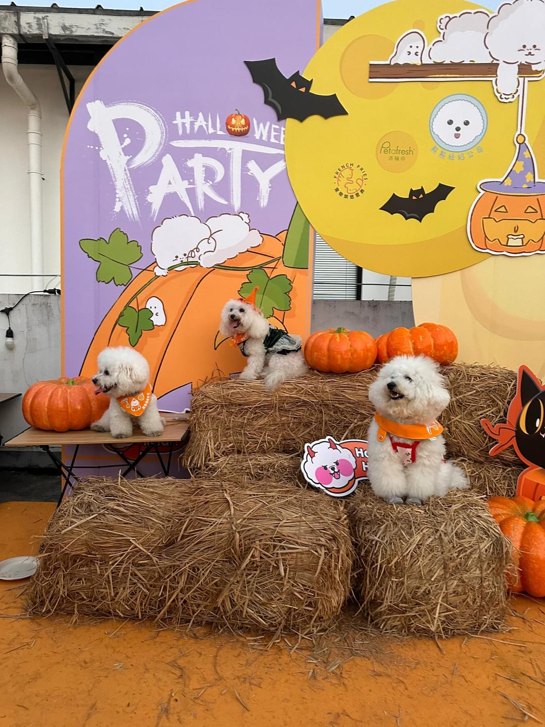 Customer photo review of Halloween Pumpkin Cute costume