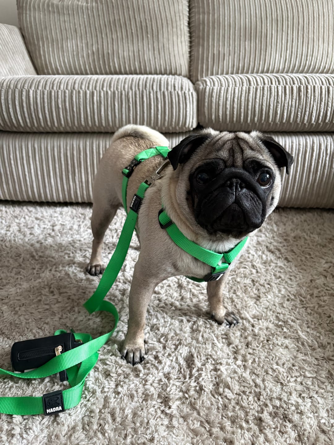 Customer photo review of Tesla City Harness