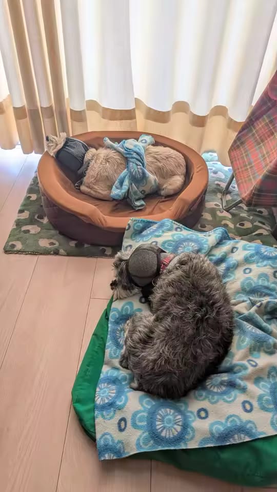 Customer photo review of Orejeras Calmantes para Perros