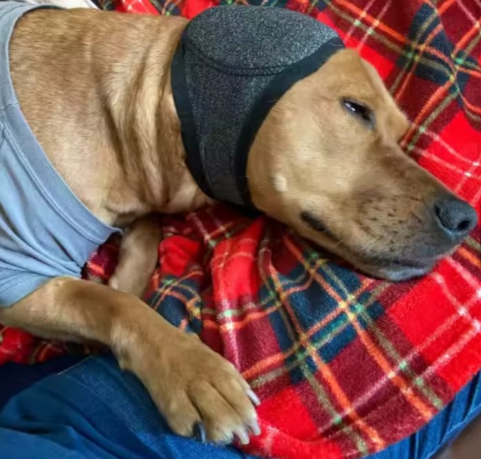 Customer photo review of Orejeras Calmantes para Perros