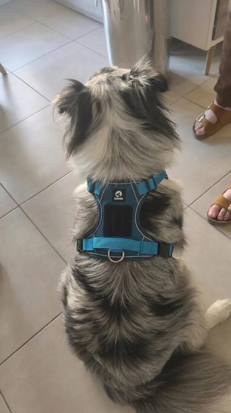 Customer photo review of Harnais anti-traction pour chien