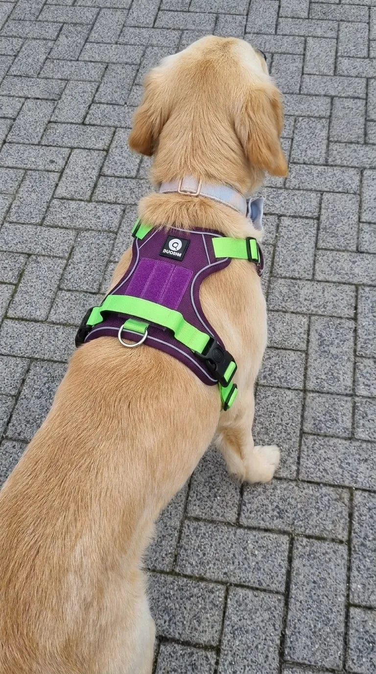 Customer photo review of Harnais anti-traction pour chien
