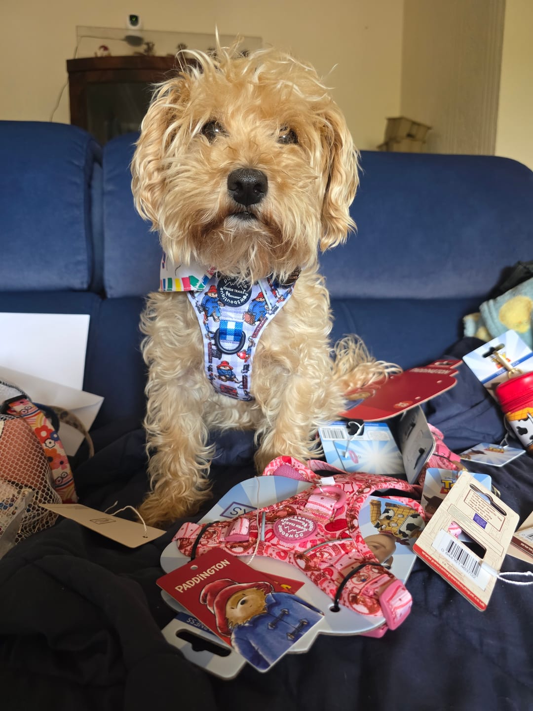 Customer photo review of Paddington™ Tough Trails™ Harness - London