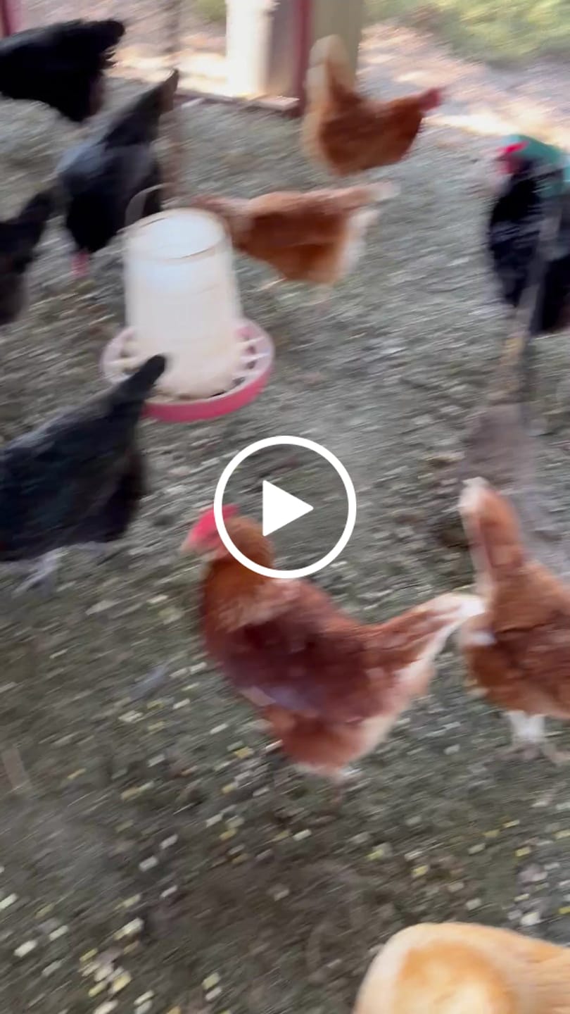 Customer video review of Peck Purity Daily Digestive Defense for Flock Strength