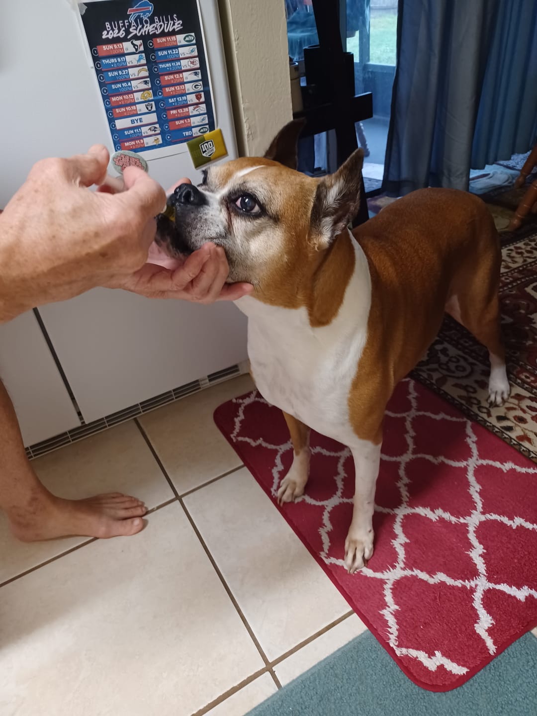 Customer photo review of KING KALM CBD 300mg - Large Pet Formula 45 to 65lbs