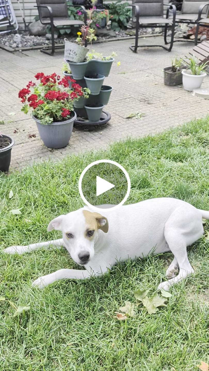 Customer video review of Bully Sticks