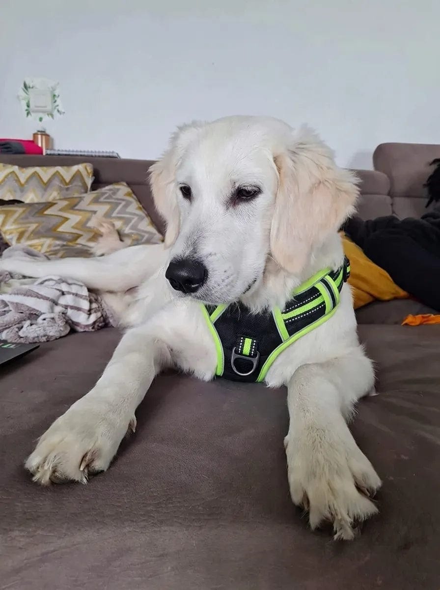 Customer photo review of Harnais anti-traction pour chien