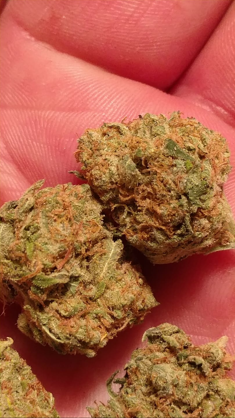 Customer photo review of Biscotti THCA Flower (Budget)