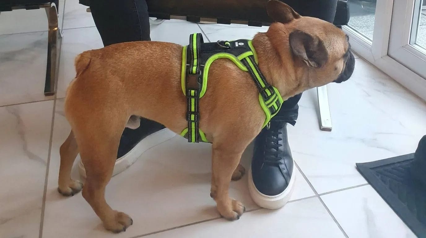 Customer photo review of Harnais anti-traction pour chien