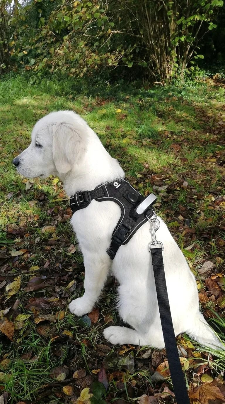 Customer photo review of Harnais pour chien anti-traction & anti-fugue