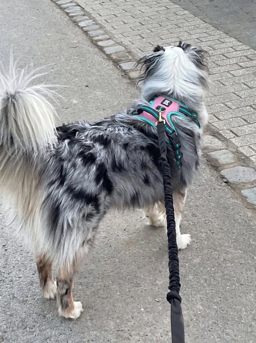 Customer photo review of Harnais anti-traction pour chien