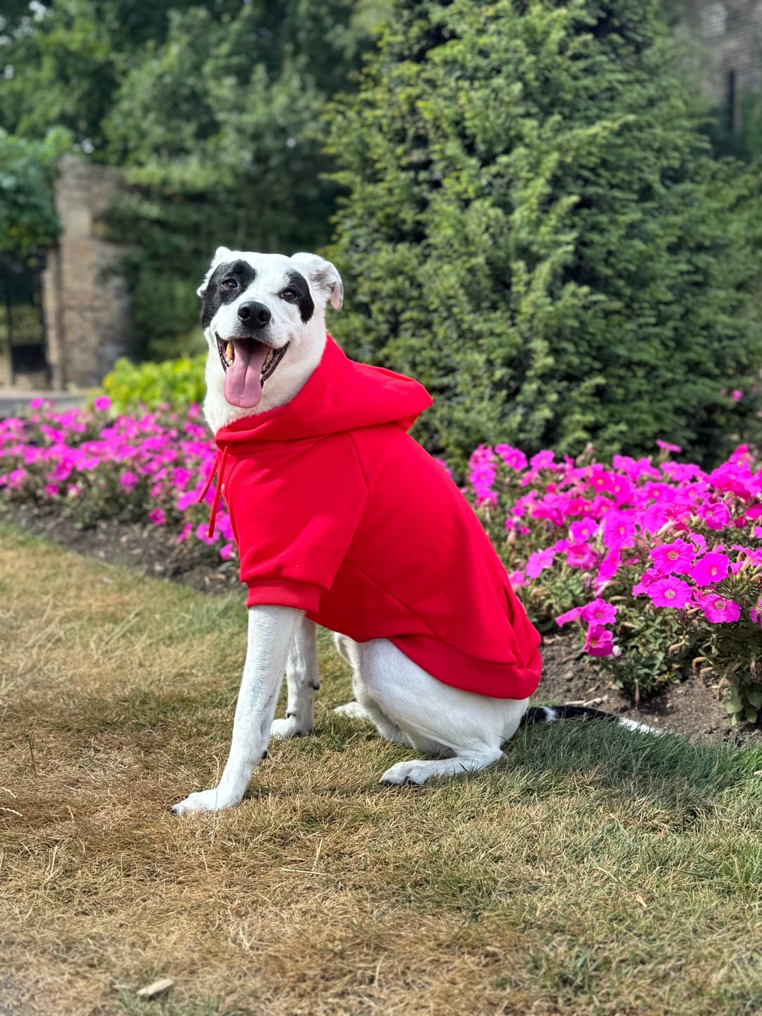 Customer photo review of Essential Dog Hoodie - Crimson Red