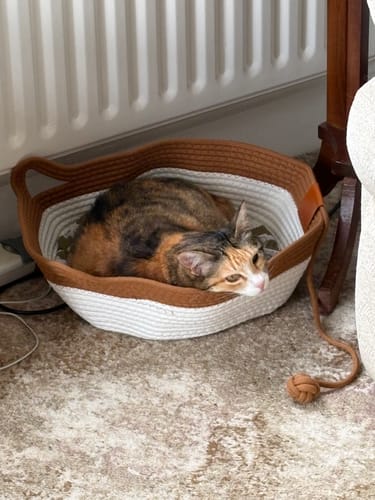 Customer's tortoiseshell cat resting inside the brown and white Instinct Basket on the floor.