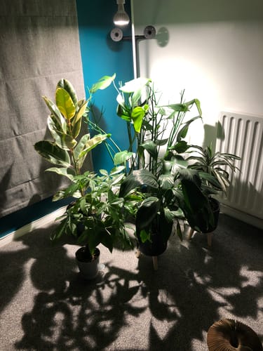 Customer photo review of Pianta Grow Light and Adjustable Floor Lamp Bundle