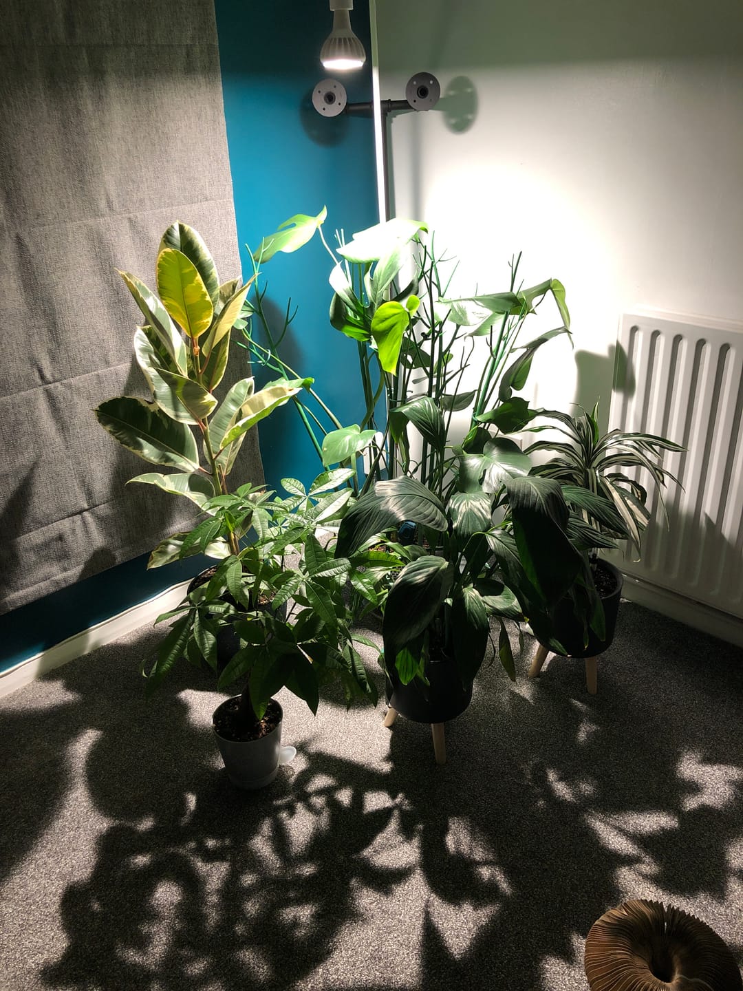Customer photo review of Pianta Grow Light and Adjustable Floor Lamp Bundle